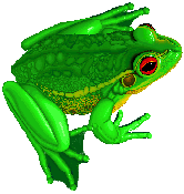 a green frog